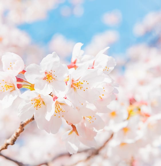 ふじみ野市の風景5